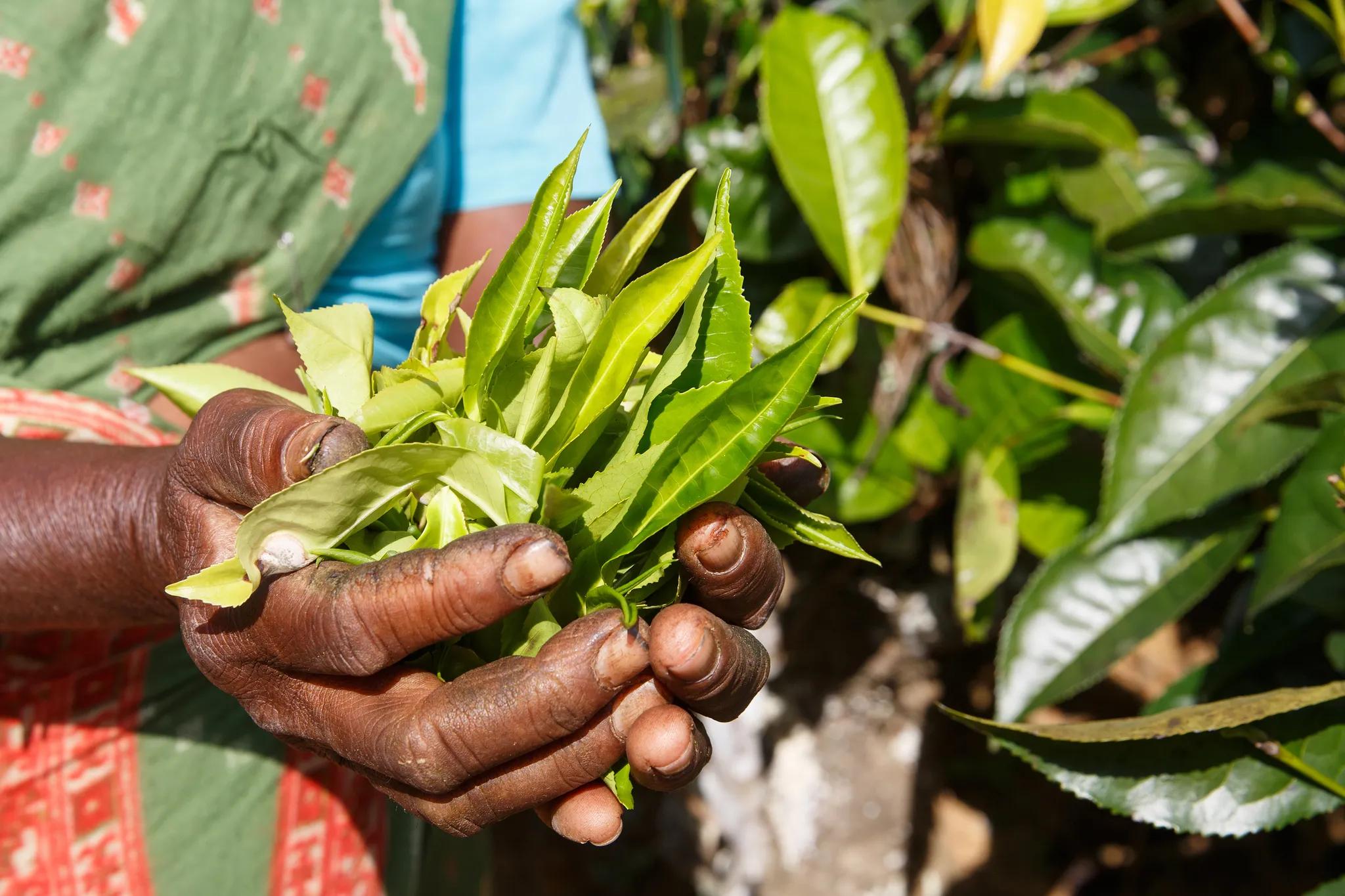 Hands of a woman tea picker picking tea on the plantation in the Sri Lanka Central Highlands Harvesting, agricultural, local business concept zlikovec via Shutterstock